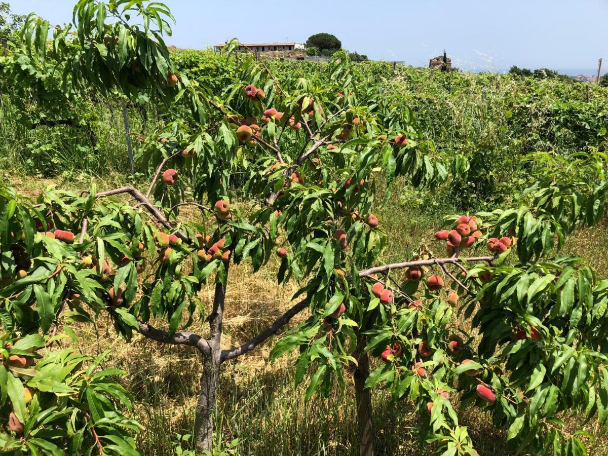Agriturismo Donna Germana Cirò Marina 外观 照片