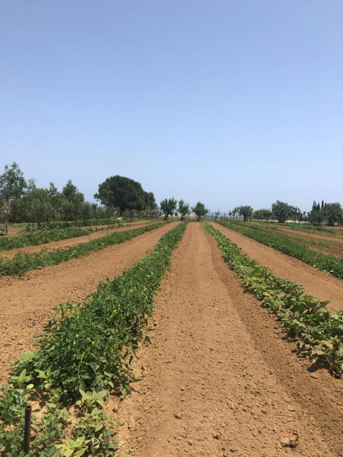 Agriturismo Donna Germana Cirò Marina 外观 照片