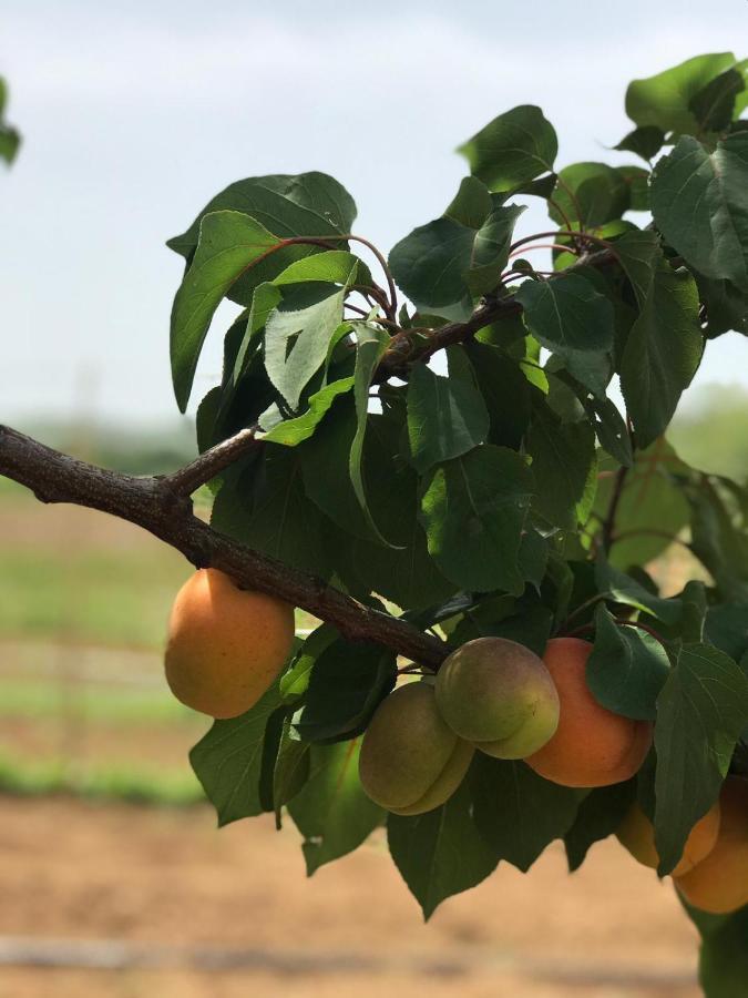 Agriturismo Donna Germana Cirò Marina 外观 照片